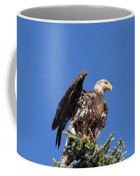 Bald Eagle Coffee Mug featuring the photograph Bald Eagle Juvenile Ready To Fly by Margarethe Binkley