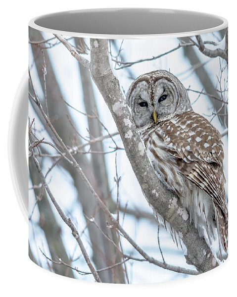 Cheryl Baxter Photography Coffee Mug featuring the photograph Barred Owl Beauty #1 by Cheryl Baxter