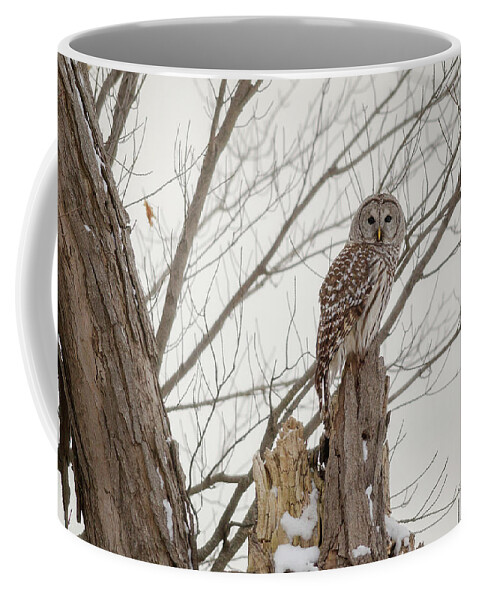 Barred Owl Coffee Mug featuring the digital art Barred Owl #1 by Super Lovely