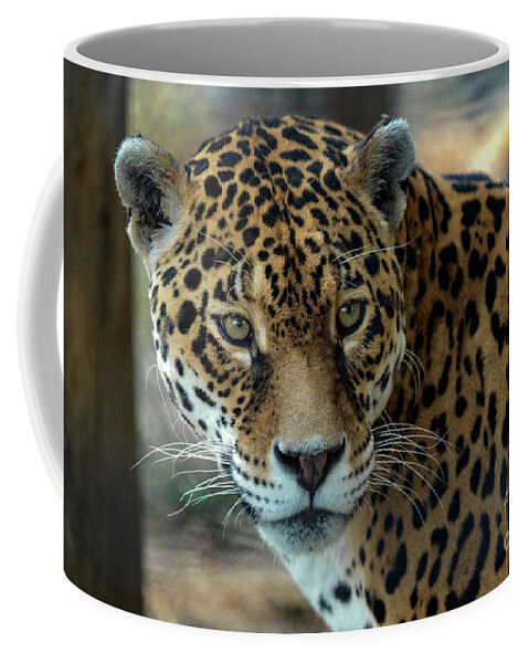 Jaguar Coffee Mug featuring the photograph Beautiful Jaguar Portrait #1 by Sam Rino