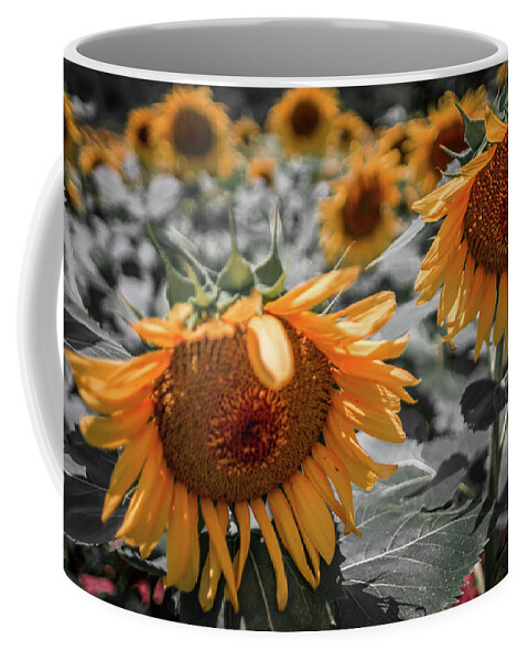 Sun Coffee Mug featuring the photograph Beautiful Sunflower Field In South Carolina #1 by Alex Grichenko