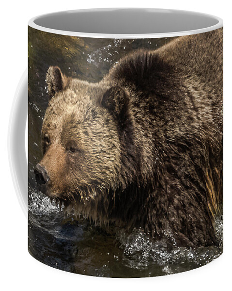 Grizzly Bear Coffee Mug featuring the photograph Beryl Springs Sow In The River #1 by Yeates Photography