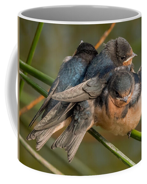 Birds Coffee Mug featuring the photograph Birds of a Feather by Derek Dean