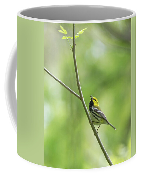 Black-throated Green Warbler Coffee Mug featuring the photograph Black-Throated Green Warbler #1 by Jim Zablotny