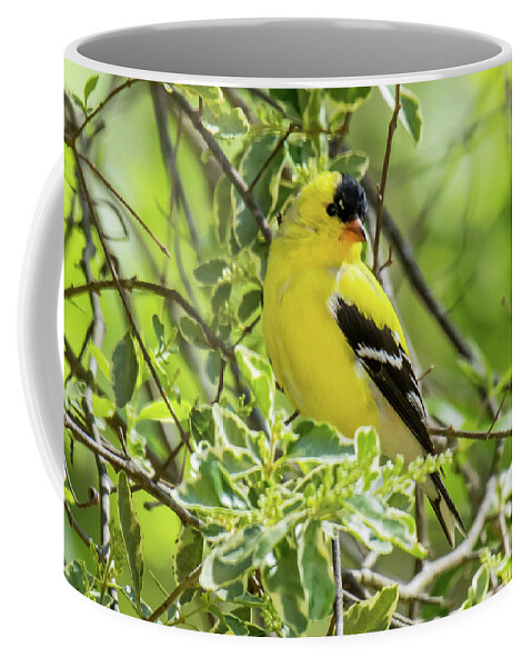 American Goldfinch Coffee Mug featuring the photograph Blending In #1 by Robert L Jackson