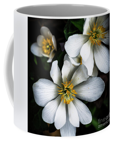 Bloodroot Coffee Mug featuring the photograph Bloodroot in Bloom #1 by Thomas R Fletcher