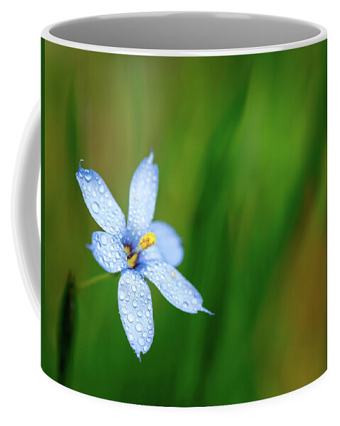 Flower Coffee Mug featuring the photograph Blue Eyed Grass Flower #1 by Brad Boland