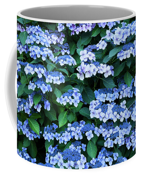 Theresa Tahara Coffee Mug featuring the photograph Miksang 12 Blue Hydrangea by Theresa Tahara