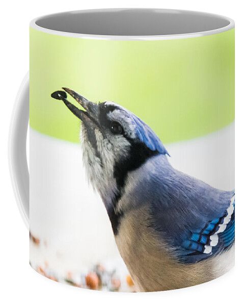 Blue Jay Coffee Mug featuring the photograph Blue Jay  by Holden The Moment