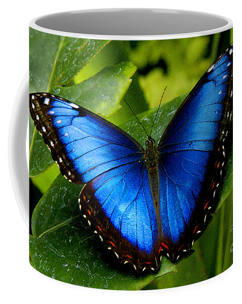 Butterfly Coffee Mug featuring the photograph Blue Morpho by Neil Doren