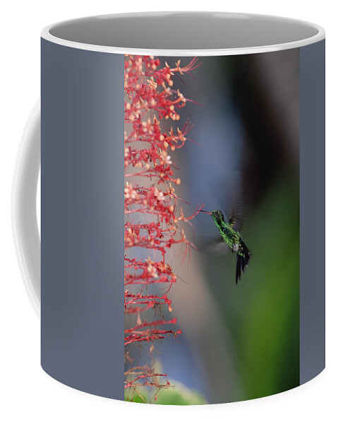 Mp Coffee Mug featuring the photograph Blue-tailed Hummingbird Amazilia #1 by Konrad Wothe