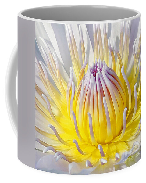  Blue Lotuses Coffee Mug featuring the photograph Blue Water Lily #1 by Jennifer Robin