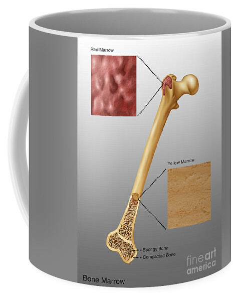 Science Coffee Mug featuring the photograph Bone Marrow, Illustration #1 by Gwen Shockey