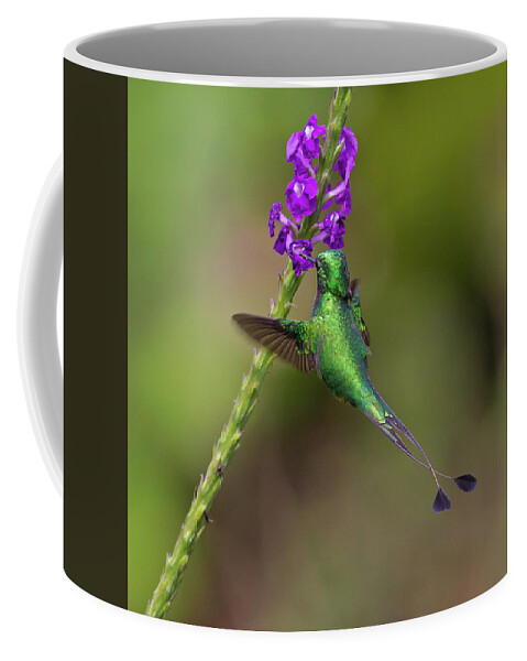 2015 Coffee Mug featuring the photograph Booted Racket-tail #2 by Jean-Luc Baron