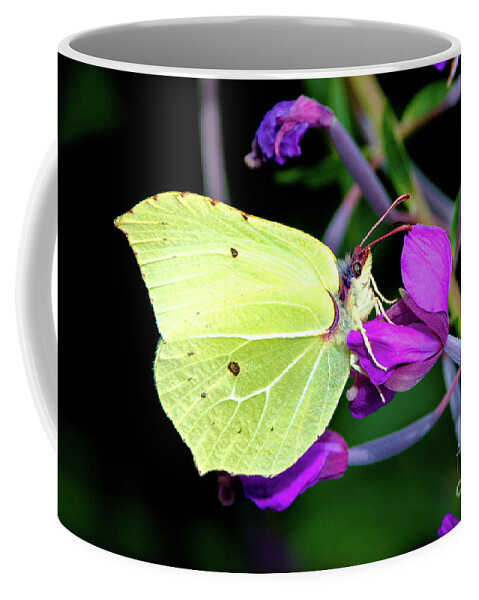 Animal Coffee Mug featuring the photograph Brimstone butterfly by Amanda Mohler