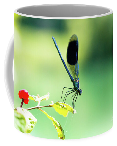Countryside Coffee Mug featuring the photograph Broad-winged Damselfly, Dragonfly by Amanda Mohler