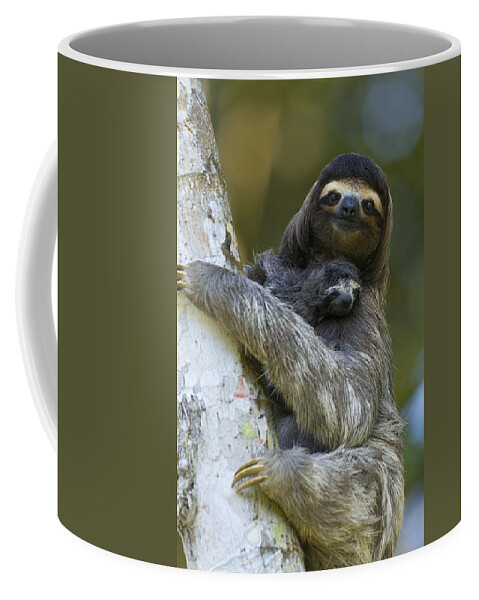 Mp Coffee Mug featuring the photograph Brown-throated Three-toed Sloth #1 by Suzi Eszterhas