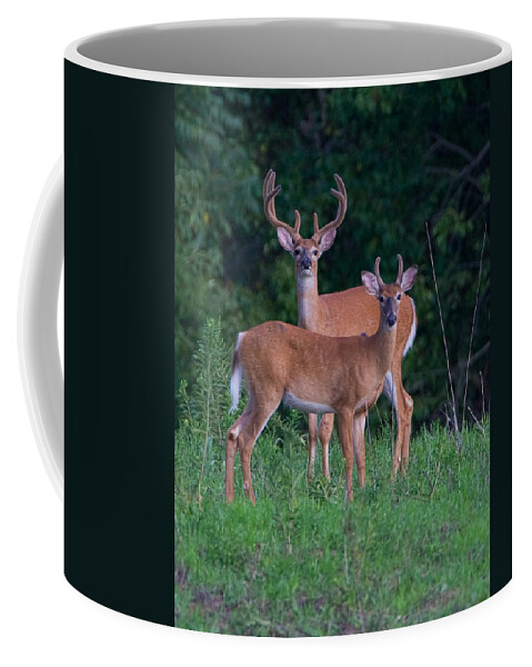 Deer Coffee Mug featuring the photograph Buck Father and Son #1 by William Jobes