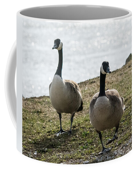Jan Holden Coffee Mug featuring the photograph Canada Geese   #2 by Holden The Moment