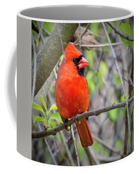 2d Coffee Mug featuring the photograph Cardinal Perched #1 by Brian Wallace
