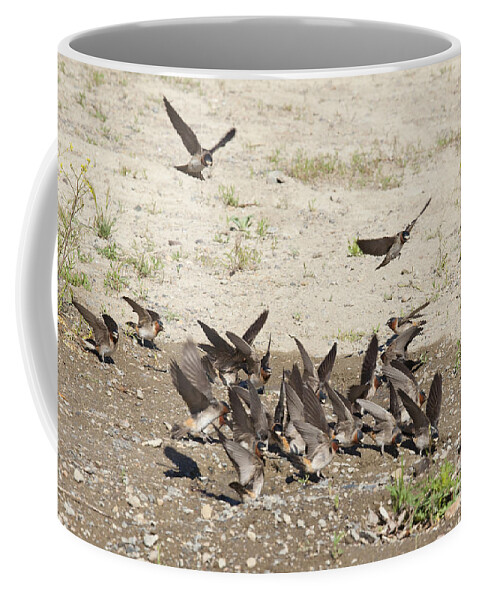 Cliff Swallows Coffee Mug featuring the photograph Cliff Swallows Gather Mud #1 by Marie Read