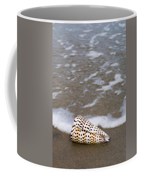 Shell Seashell Beach Ocean Bay Coffee Mug featuring the photograph Cone seashell on the beach. #1 by Anthony Totah