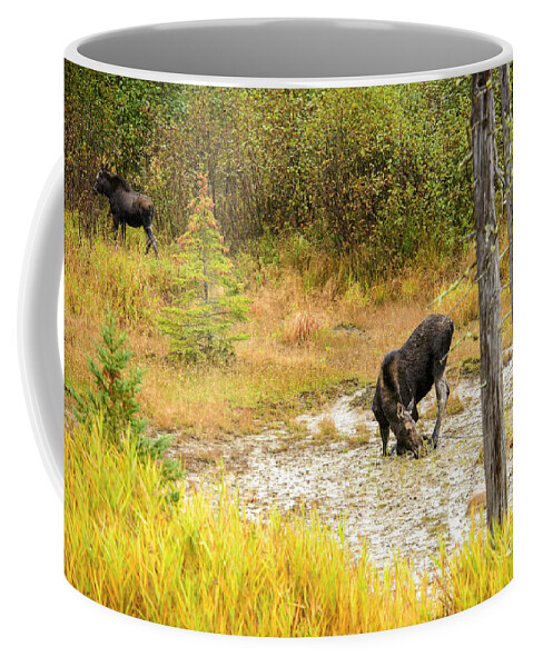 Maine Coffee Mug featuring the photograph Cow Moose and Calf #1 by Alana Ranney