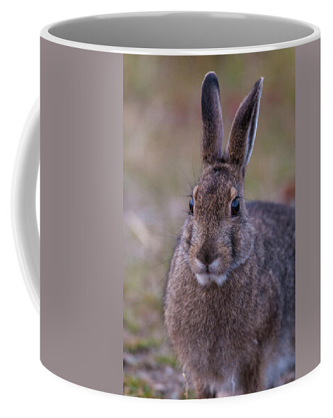 Snowshoe Hare Coffee Mug featuring the photograph DDP DJD Snowshoe Hare 98 #1 by David Drew