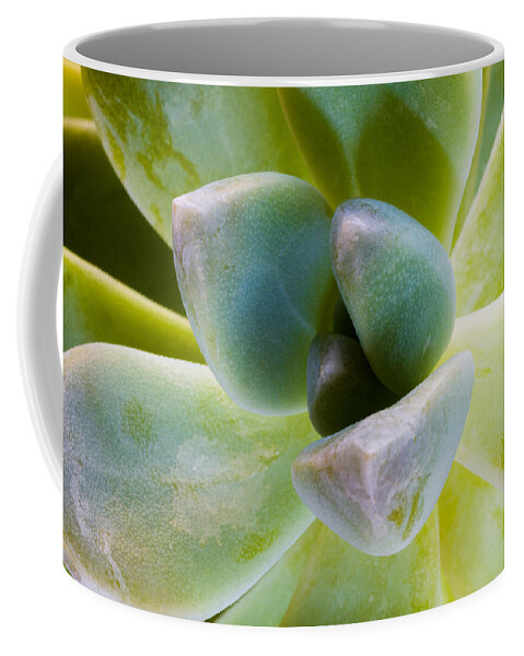 Beautiful Coffee Mug featuring the photograph Blue Pearl Plant by Raul Rodriguez