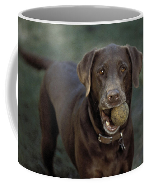 Dog Coffee Mug featuring the photograph Dog #1 by Marc Bittan