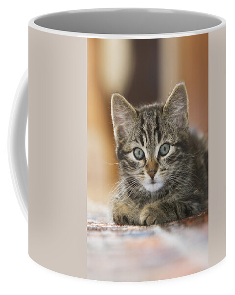 Mp Coffee Mug featuring the photograph Domestic Cat Felis Catus Kitten #1 by Konrad Wothe