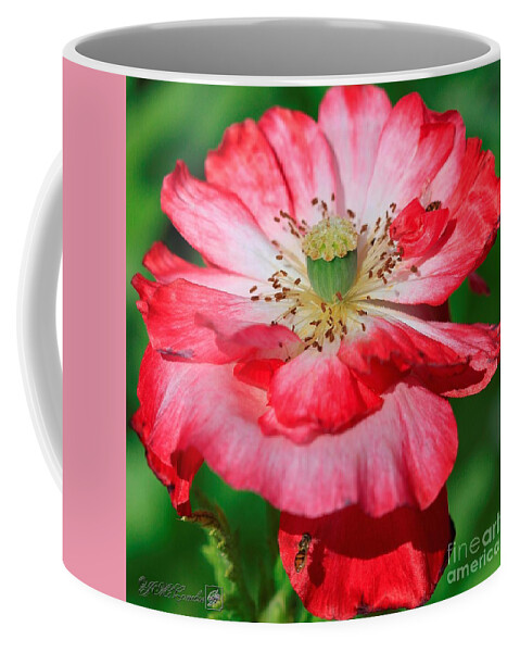 Mccombie Coffee Mug featuring the photograph Double Red and White Poppy from the Garden Gnome Mix #5 by J McCombie