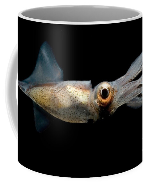 Eye Flash Squid Coffee Mug featuring the photograph Eye Flash Squid #1 by Dante Fenolio