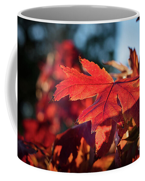 Scenic Coffee Mug featuring the photograph Fall Color 5528 23 #1 by M K Miller