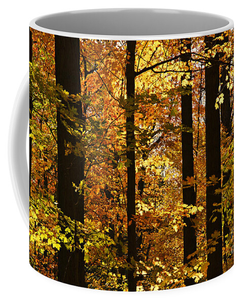 Fall Coffee Mug featuring the photograph Tree trunks and gold by Elena Elisseeva