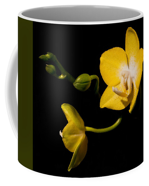 Flower Coffee Mug featuring the photograph First Blooms #1 by Steven Sparks