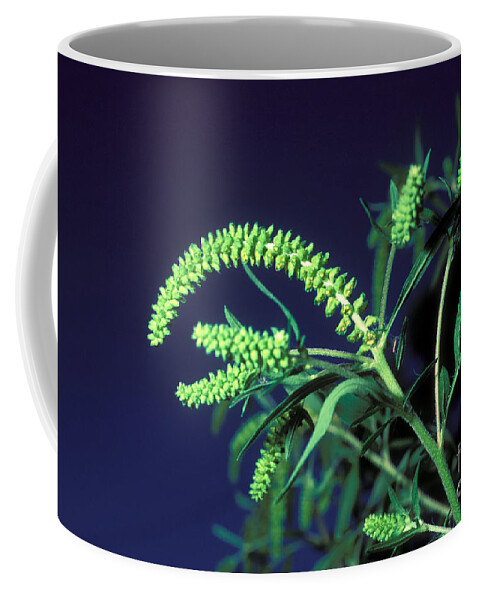 Plant Coffee Mug featuring the photograph Flower Of Common Ragweed #1 by John Kaprielian