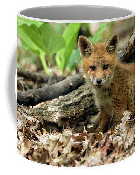 Fox Coffee Mug featuring the photograph Fox Cub #2 by Sam Rino