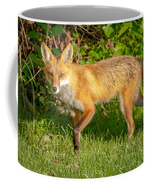 Fox Coffee Mug featuring the photograph Fox Portrait #1 by Brian Caldwell