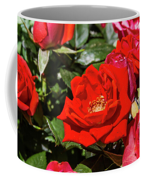 Rose Coffee Mug featuring the photograph Garden flowers - 6 by Paul MAURICE