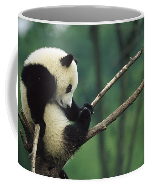 Mp Coffee Mug featuring the photograph Giant Panda Ailuropoda Melanoleuca Year by Cyril Ruoso
