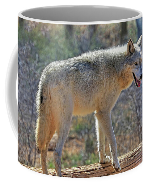 Gray Wolf Coffee Mug featuring the photograph Gray Wolf by Donna Kennedy