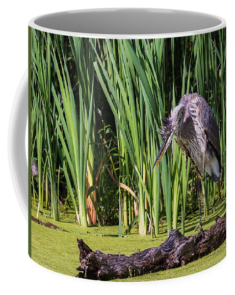 Great Blue Heron Coffee Mug featuring the photograph Great Blue Heron Itch #1 by Ed Peterson