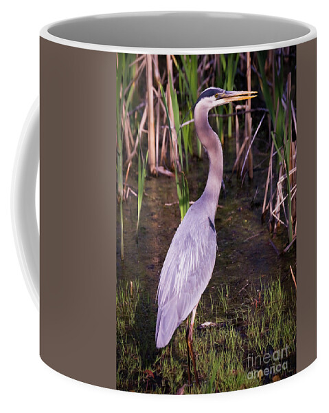 Animals Coffee Mug featuring the photograph Great Blue Heron #1 by Tom Brickhouse