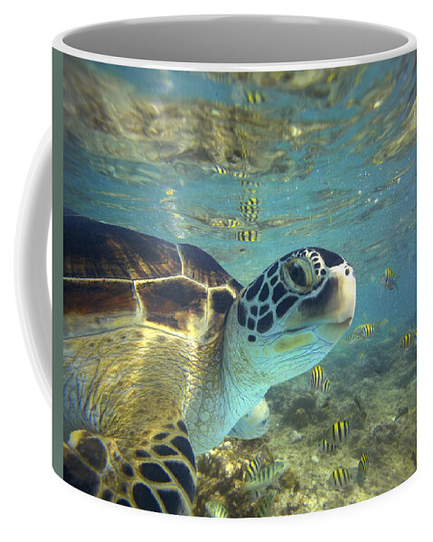 00451417 Coffee Mug featuring the photograph Green Sea Turtle Balicasag Island by Tim Fitzharris