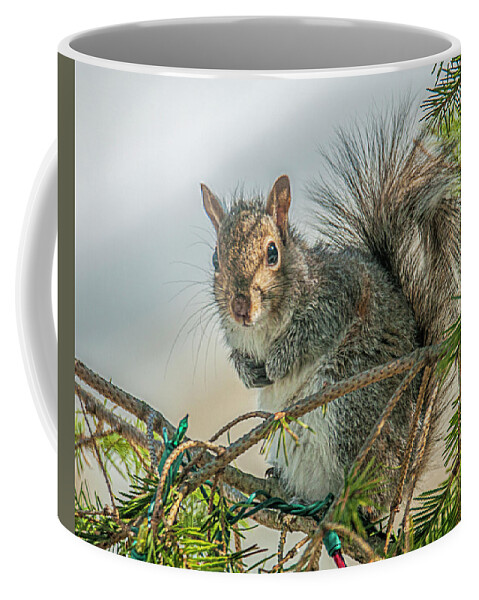 Nature Coffee Mug featuring the photograph Greetings #1 by Cathy Kovarik