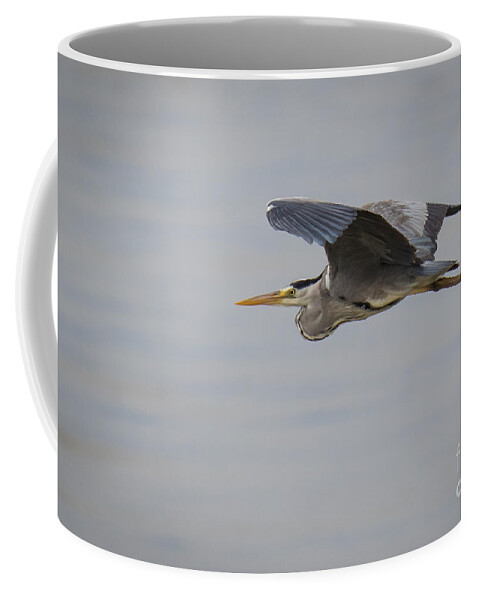 Animalia Coffee Mug featuring the photograph Grey Heron #1 by Jivko Nakev