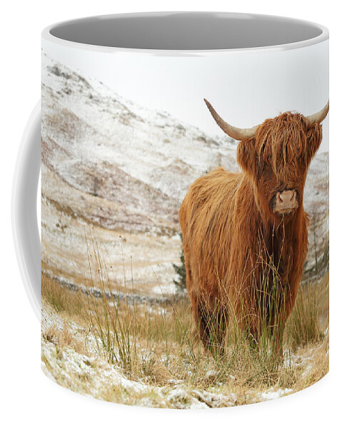 #faatoppicks Coffee Mug featuring the photograph Highland Cow by Grant Glendinning