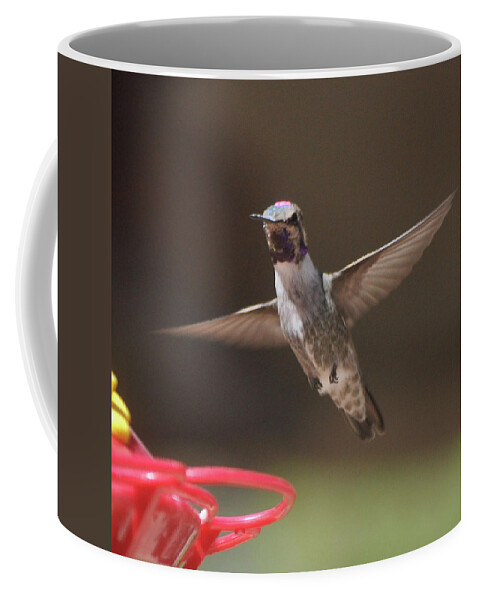 Hummingbirds Coffee Mug featuring the photograph Hummingbird Anna's In Flight #1 by Jay Milo