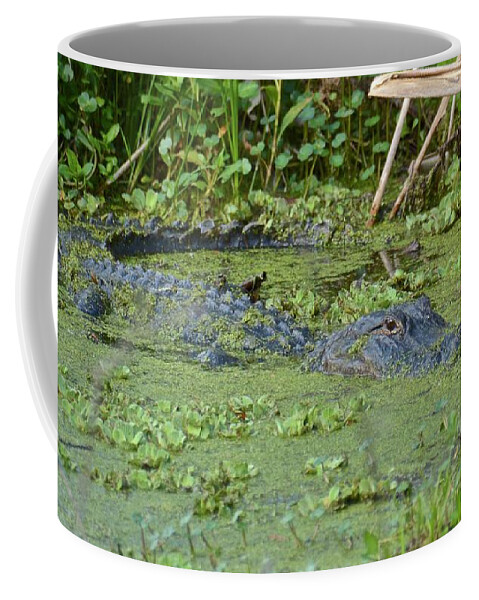 Gator Coffee Mug featuring the photograph I'll Be Watching You #1 by Carol Bradley